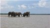 Zimbabueano queria caçar elefantes com minas antipessoais
