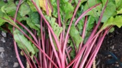 Want to Grow a Root? Beets Are Hard to Beat