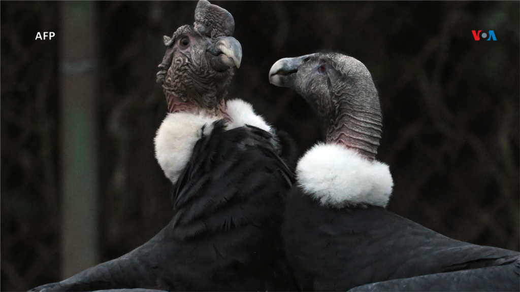 Los padres del polluelo de cóndor andino (Vultur gryphus) también se encuentran en un aviario de la Fundación Parque Jaime Duque, Tocancipá, Colombia.