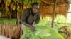 Ugandan Farmers Fighting for Tobacco