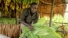 Ahamed Mugisa in his drying shed outside Kikoboza, Western Uganda, July 3, 2014. (H. Heuler/VOA News)