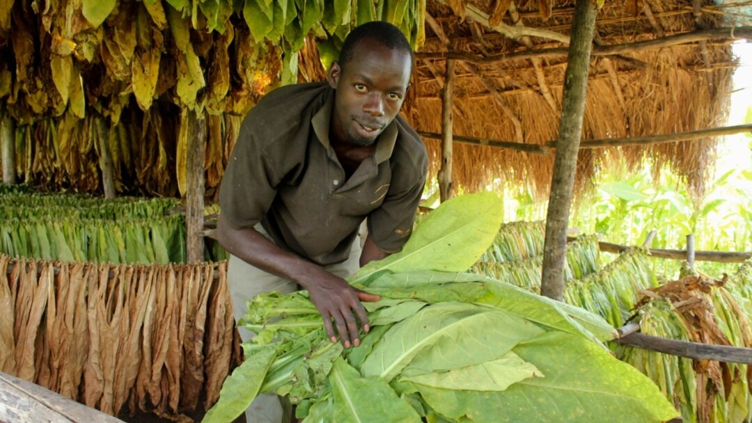 Ugandan Farmers Fighting for Tobacco
