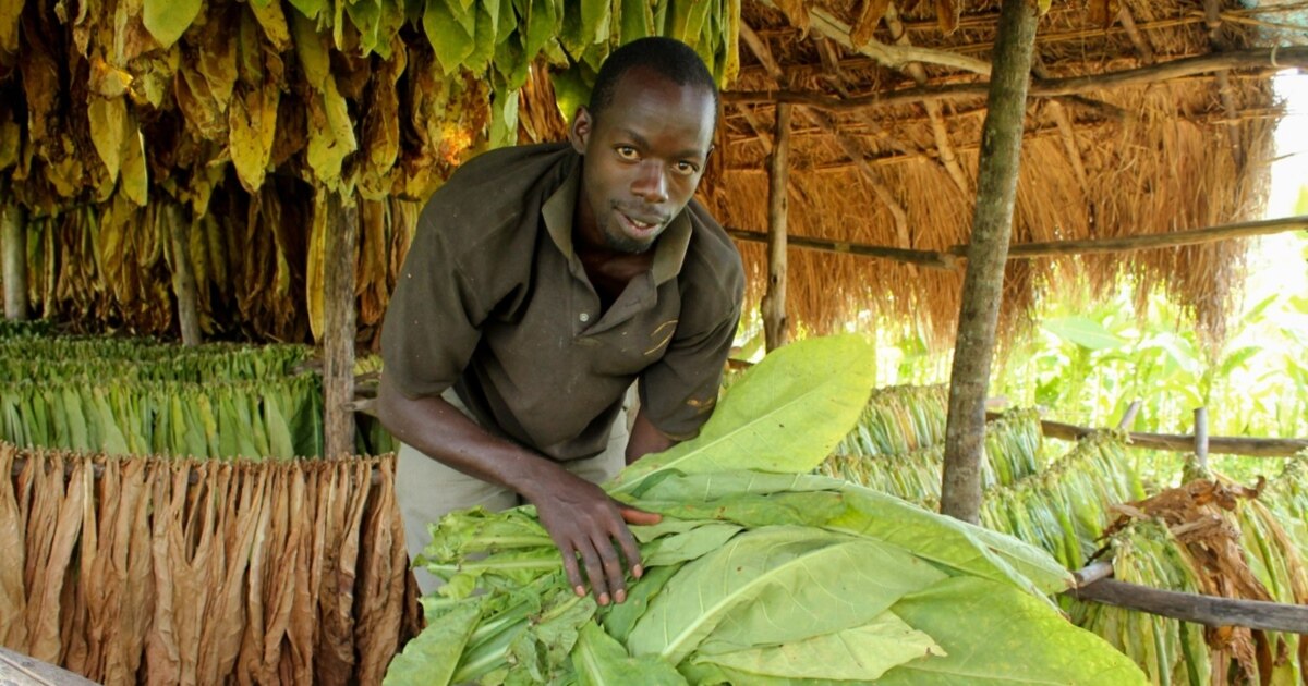 Ugandan Farmers Fighting for Tobacco