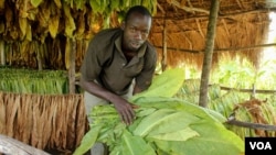 Ahamed Mugisa in his drying shed outside Kikoboza, Western Uganda, July 3, 2014. (H. Heuler/VOA News)