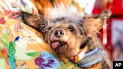 Scamp the Tramp rests after winning the World's Ugliest Dog Contest at the Sonoma-Marin Fair in Petaluma, Calif., Friday, June 21, 2019. (AP Photo/Noah Berger)