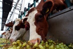 Sapi-sapi di peternakan sapi perah terapung di pelabuhan Rotterdam, 30 Agustus 2021. (AFP).