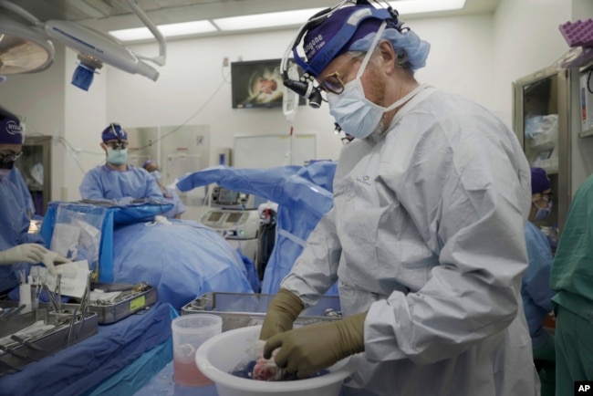 Dr. Robert Montgomery, director of NYU Langone’s transplant institute, prepares a pig kidney for transplant into a brain-dead man in New York on July 14, 2023. (AP Photo/Shelby Lum)