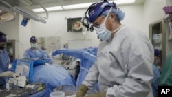 นายแพทย์โรเบิร์ต มอนต์โกเมอรี ผู้อำนวยการ NYU Langone’s transplant institute เตรียมไตหมูสำหรับการผ่าตัดปลูกถ่ายอวัยวะให้กับชายที่มีภาวะสมองตาย ในนิวยอร์ก 14 ก.ค. 2023 (เอพี)