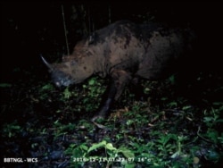 Badak Sumatera yang berhasil terekam camera trap di kawasan Taman Nasional Gunung Leuser, Aceh. (Courtesy: Balai Besar Taman Nasional Gunung Leuser).