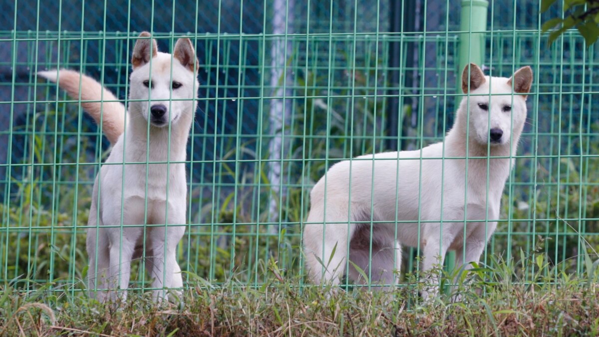 Paviliun Anjing Atraksi Terpopuler Di Kebun Binatang Pyongyang