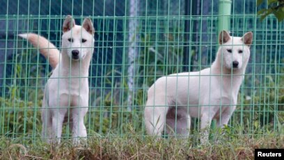 Paviliun Anjing Atraksi Terpopuler Di Kebun Binatang Pyongyang