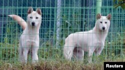 Anjing nasional Korea Utara, jenis Pung San atau Poongsan berbulu putih tebal. (Foto: Dok)