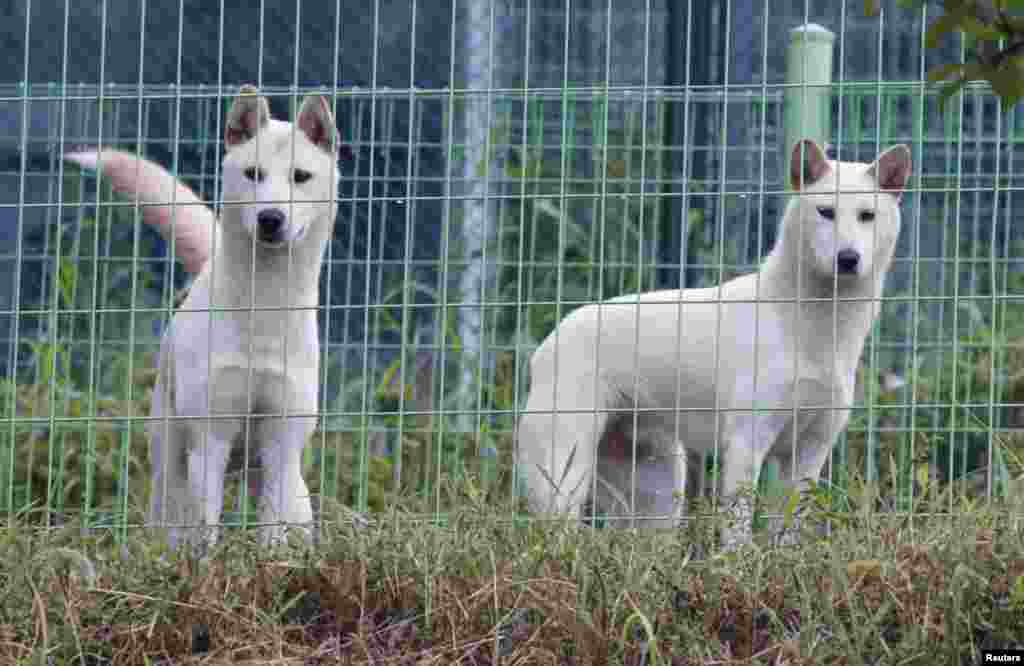 Dua anjing Poongsan dari Korea Utara, Chongju (kanan) dan Anju, terlihat dekat CheongShim Peace World Cente di Gapyeong, sekitar 60 km (37 mil) timur laut Seoul, Korea Selatan. Pemimpin Korea Utara Kim Jong-Un memberi anjing-anjing tersebut kepada mendiang tokoh spiritual Moon Sun-myung dan jandanya Han Hak-ja bulan Februari lalu sebagai hadiah ulang tahun.