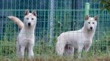 North Korean Poongsan dogs, Chongju (R) and Anju, are seen near CheongShim Peace World Center in Gapyeong, about 60 km (37 miles) northeast of Seoul, South Korea. North Korean leader Kim Jong-Un gave the dogs to late evangelist Reverend Moon Sun-myung and his widow Han Hak-ja this February as birthday gifts.
