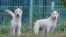 North Korean Poongsan dogs, Chongju (R) and Anju, are seen near CheongShim Peace World Center in Gapyeong, about 60 km (37 miles) northeast of Seoul, South Korea. North Korean leader Kim Jong-Un gave the dogs to late evangelist Reverend Moon Sun-myung and his widow Han Hak-ja this February as birthday gifts.