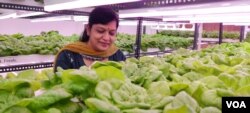 Pratibha Aggarwal helped her son launch the venture 9Growers. (Anjana Pasricha/VOA)