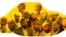 በእሥር ላይ የሚገኙት የሙስሊሙ ማኅበረሰብ ጥያቄ መፍትሔ አፈላላጊ ኮሚቴ አባላት