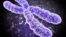Chromosome