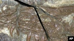 This image of fossilized Sinornithosaurus shows the raptor's long, grooved fangs. It lived in prehistoric forests of northeastern China that were filled with a diverse assemblage of animals including other primitive birds and dinosaurs.