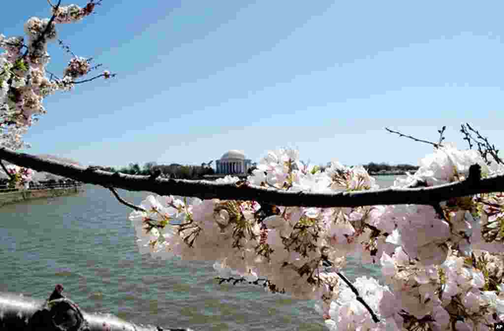 [워싱턴 D.C. 벚꽃 축제] 워싱턴의 봄