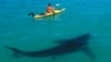 ออสเตรเลียประกาศใช้ "โดรน" ตรวจจับฉลาม