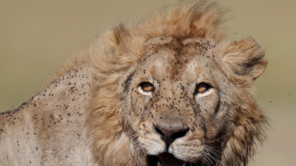 Lions Kill Cattle, So People Kill Lions. Can The Cycle End?
