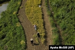 An aerial view of farmers working on rice terraces during harvest in Kamimomi village, Okayama prefecture, Japan on Sept. 7, 2024. (AP Photo/Ayaka McGill)