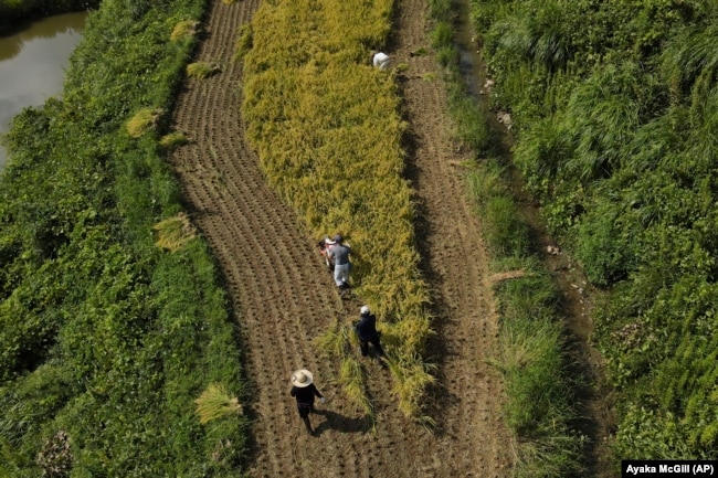 An aerial view of farmers working on rice terraces during harvest in Kamimomi village, Okayama prefecture, Japan on Sept. 7, 2024. (AP Photo/Ayaka McGill)