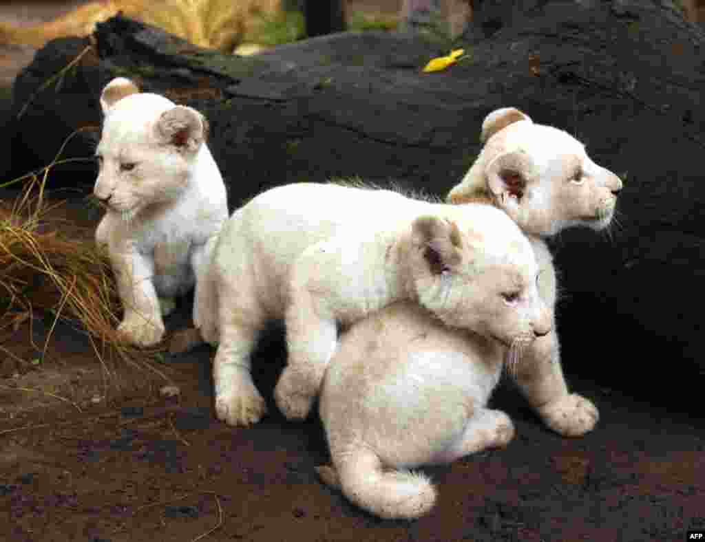 5 Yanvar: Buenos Ayres zooparkında bir-aylıq 3 pələng balası (Enrique Marcarian/Reuters)