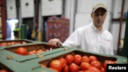 Matt Mandel, VP Operations, checks tomatoes at SunFed produce packing and shipping warehouse in Nogales, Arizona, Jan. 30, 2017. President Trump's promise to throttle what he calls unfair competition is already being met with unease by people in affected industries.