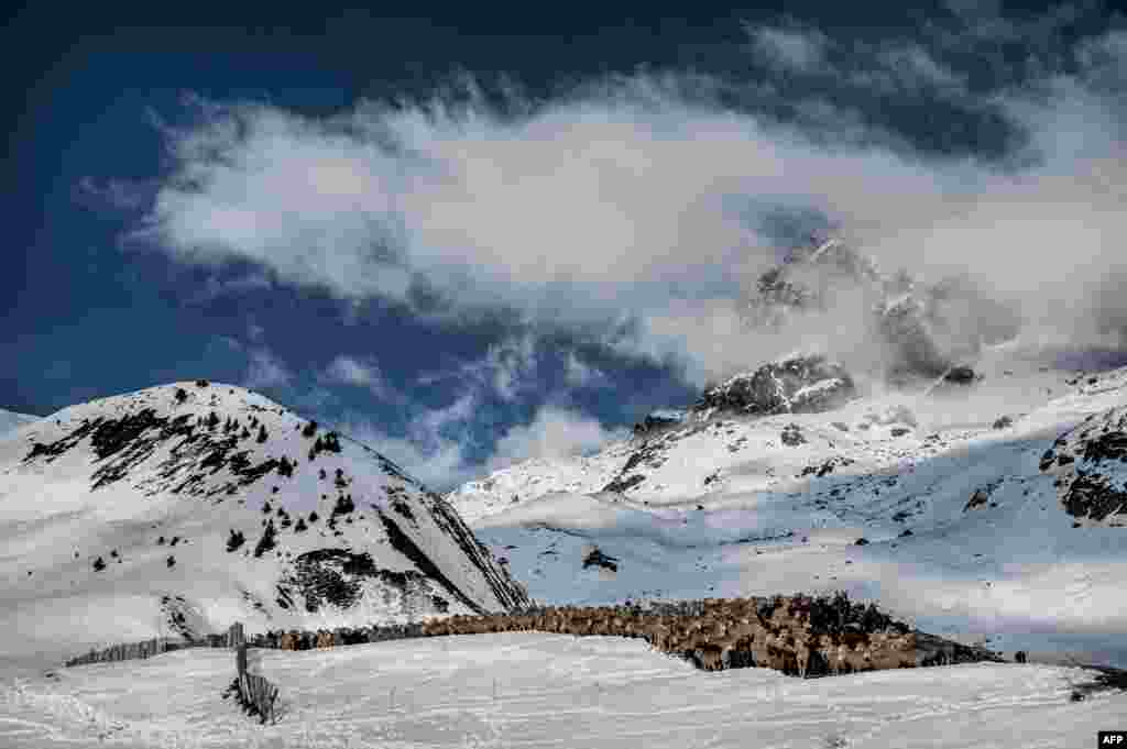 Sheep go down the road on Col du Glandon, near Saint Colomban Des Villards, a mountain pass in the Dauphine Alps in Savoie, France.