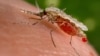 Scientists Create Mosquito Strain With Malaria-blocking Genes