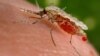 Nan Da Shekaru 4 Wasu Kasashen Afirka Zasu Kawar Da Malaria 