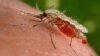 WHO: European Region World’s First Malaria-Free