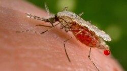 Sauro Mai Yada Cutar Malaria