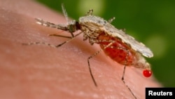 FILE - An Anopheles stephensi mosquito obtains a blood meal from a human host through its pointed proboscis in this undated handout photo obtained by Reuters, Nov. 23, 2015. 