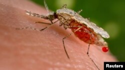 An Anopheles stephensi mosquito obtains a blood meal from a human host through its pointed proboscis in this undated handout photo obtained by Reuters Nov. 23, 2015. 