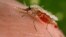 An Anopheles stephensi mosquito obtains a blood meal from a human host through its pointed proboscis in this undated handout photo obtained by Reuters Nov. 23, 2015. 