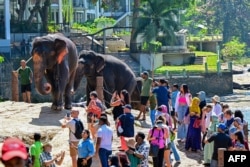 Tourists take pictures as elephants return to the Pinnawala Elephant Orphanage after taking their daily bath in a river in Pinnawala, Sri Lanka, on Feb. 16, 2025.