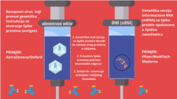 Adenovirusne vs. RNK vakcine