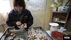 Niiwa Anzai (30 tahun) sedang mengemas jamur shiitake di pertanian keluarganya di Fukushima.