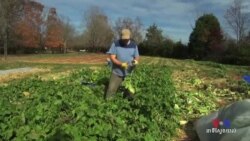 Novice Farmers Dig In