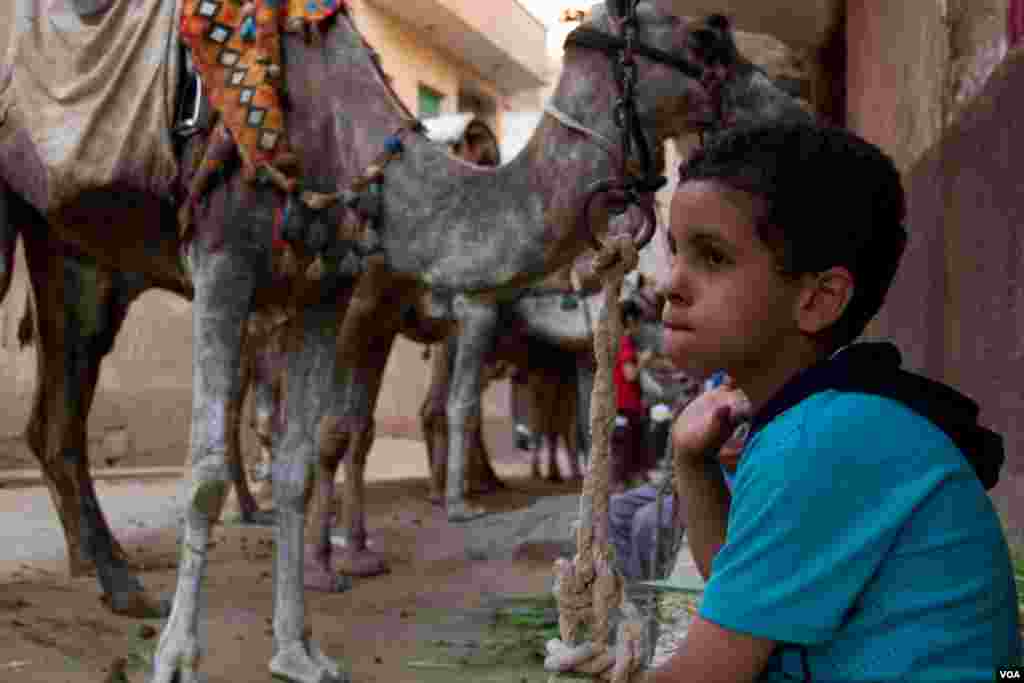 A boy sits with his family's camels in the town of Kafr el Gabal, Giza, Egypt, July 13, 2013. (A. Arabasadi/VOA)