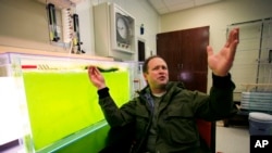 Jeff Muhs, of Utah State University's Energy Laboratory in Logan, Utah, sits next to a tank of algae on June 11, 2009, as he talks about how his team of scientists are looking for ways to convert algae into biofuels for military jets.