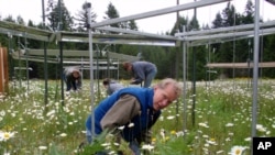 University of Oregon professor Bart Johnson counts plants at a research plot near Rainier, Washington.