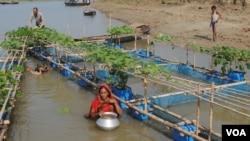 Floating farms where villagers raise fish and ducks and grow vegetables can provide valuable food and income when agricultural land is flooded in northwest Bangladesh during the months-long rainy season. (Amy Yee for VOA)