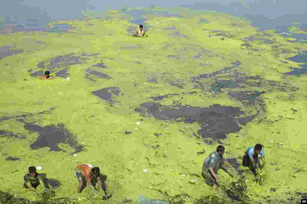 Indian workers clean algae from the River Sabarmati, one of the biggest rivers in the state of Gujarat, as part of cleanliness drive in Ahmadabad, India.