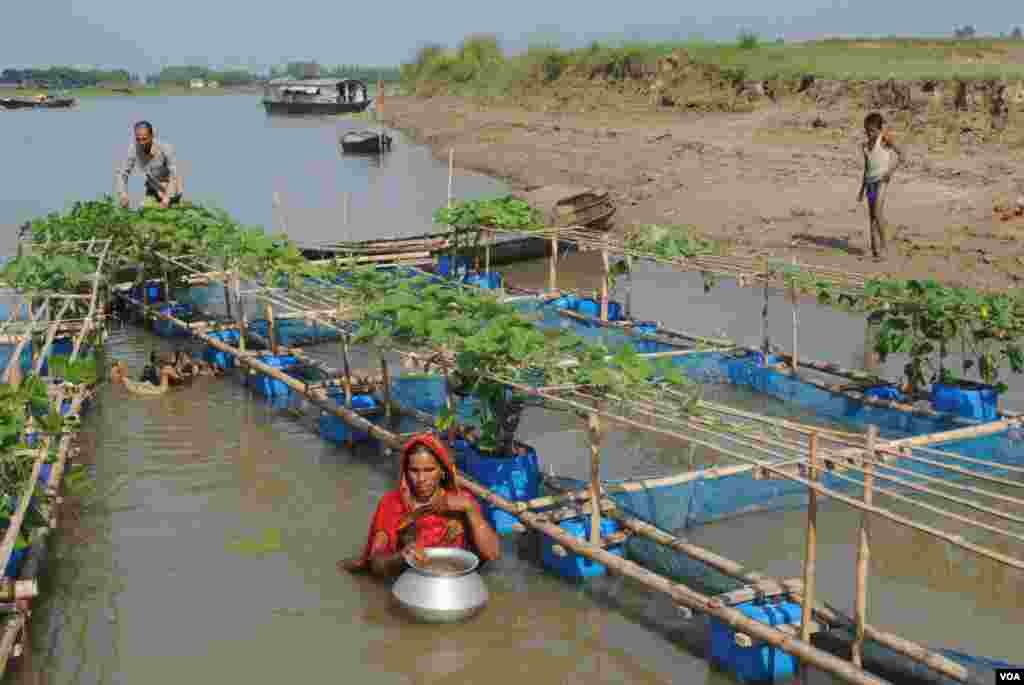 Floating farms where villagers raise fish and ducks and grow vegetables can provide valuable food and income when agricultural land is flooded in northwest Bangladesh during the months-long rainy season. (Amy Yee for VOA)