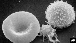 A three-dimensional ultrastructural image analysis of a T-lymphocyte (right), a platelet (center) and a red blood cell (left), using a Hitachi S-570 scanning electron microscope (SEM) equipped with a GW Backscatter.