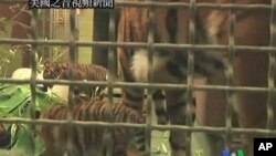 蘇門答臘幼虎將在美國動物園首次展示